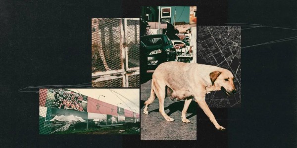 开云APP-TA：为筹备2030年世界杯，摩洛哥正在全国范围内扑杀流浪狗